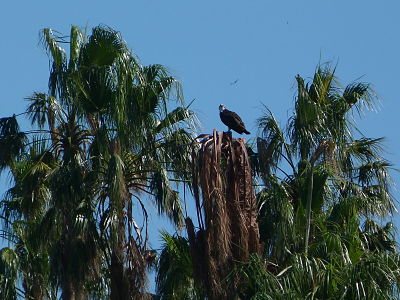 San Jose Estuary Osprey